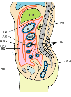 腹膜臓器について(正中断面、女性)