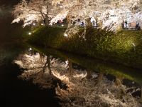 満開の夜桜