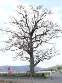 駒止めのナラの木