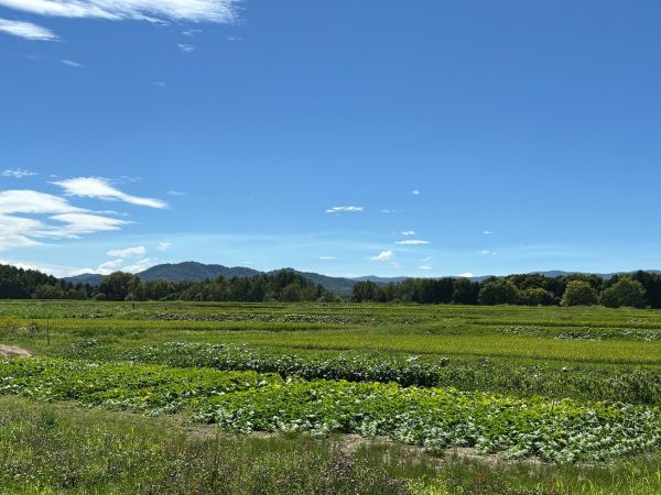（ひじり野にて、7月16日）