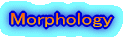 Morphology