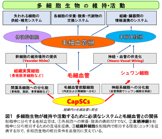 fig1