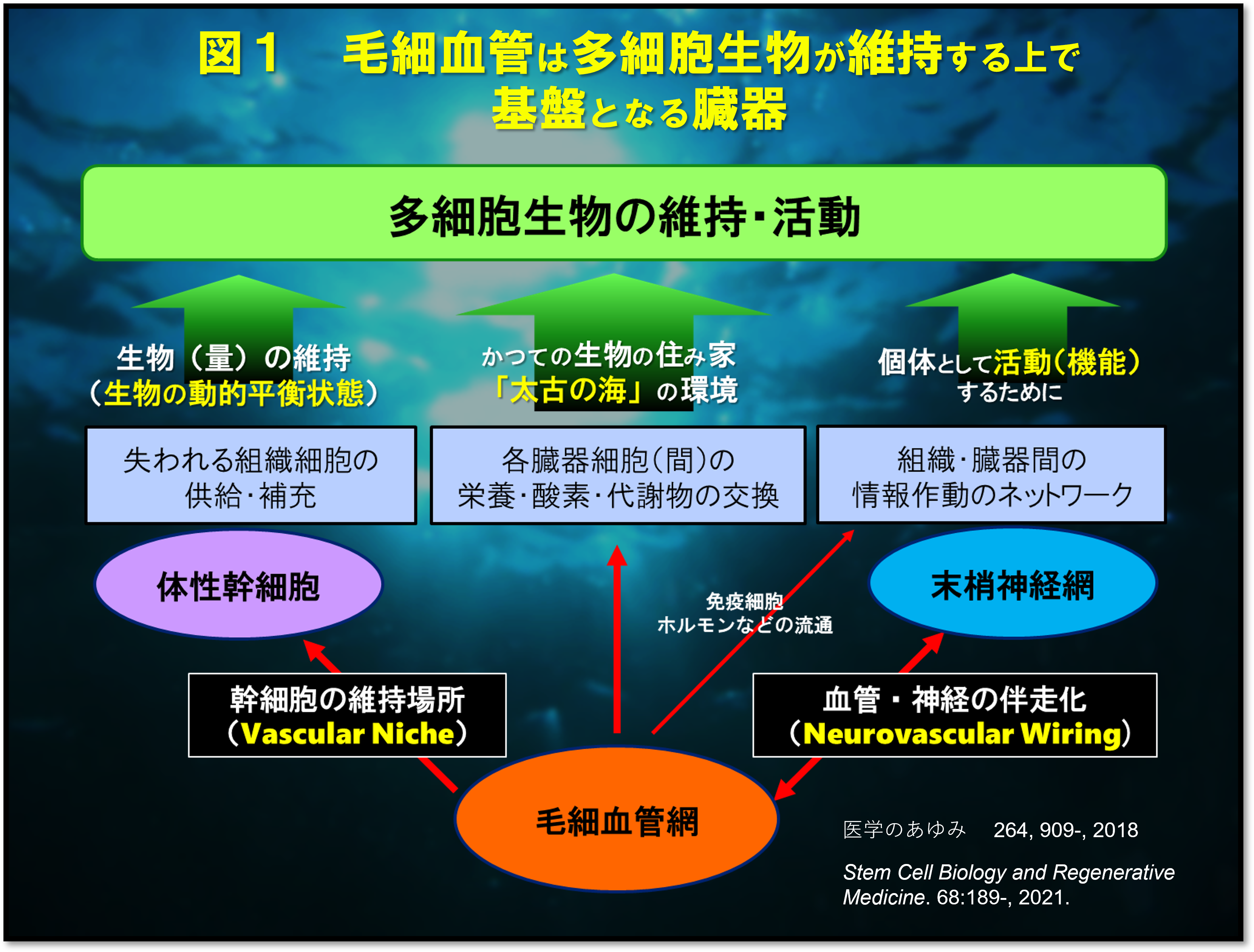 図１　毛細血管は多細胞生物が維持する上で基盤となる臓器