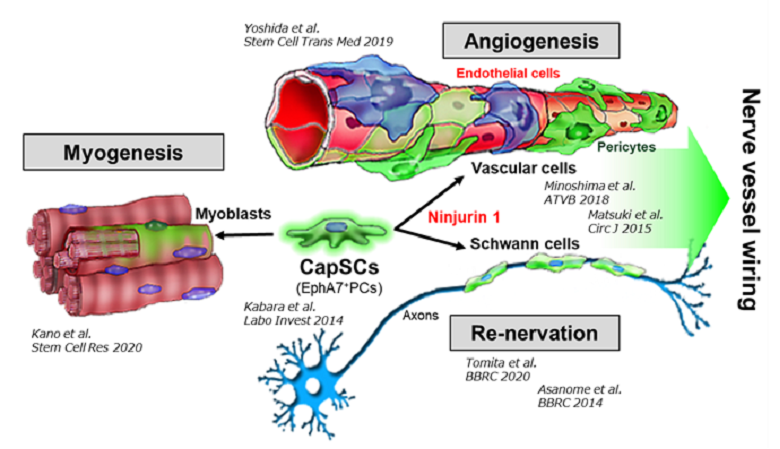 図４　多細胞生物が維持する上で根幹となる毛細血管