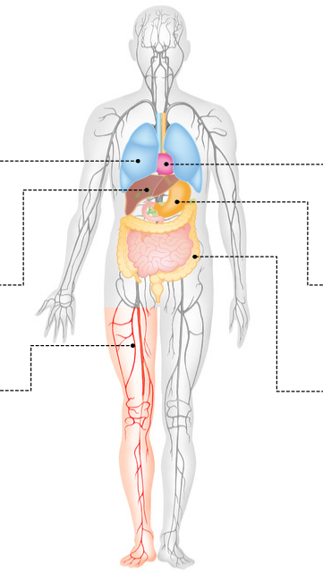 人体臓器図