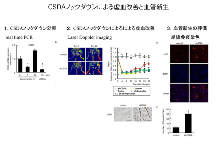 CSDAノックダウンによる虚血改善と血管新生