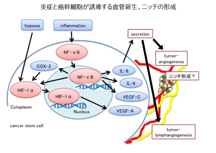 炎症と癌幹細胞が誘導する血管新生、ニッチの形成