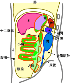 腹膜臓器について(左側から、立体的に表現)