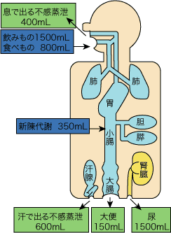 1日あたりの水の出納