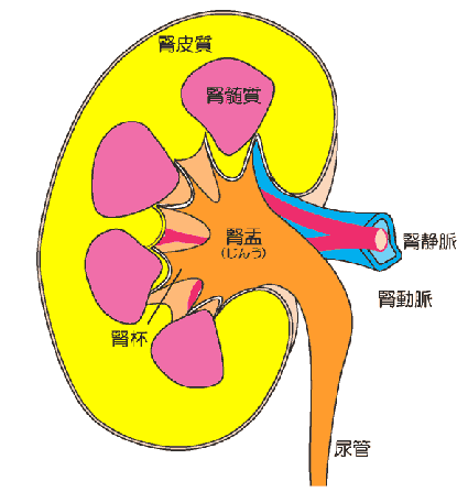 腎臓の部位名