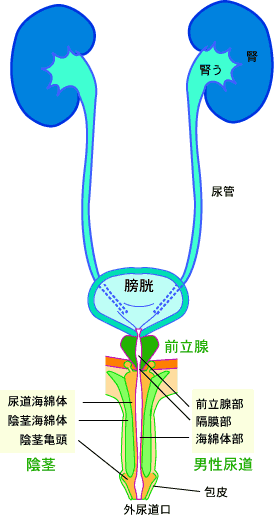 排尿関係の臓器について（正面、男性）