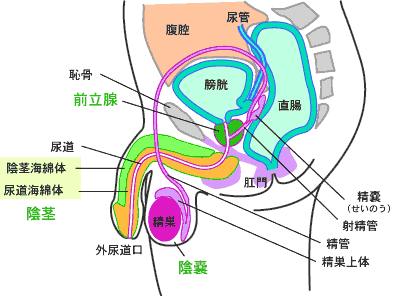 男性生殖器（正中断面図）
