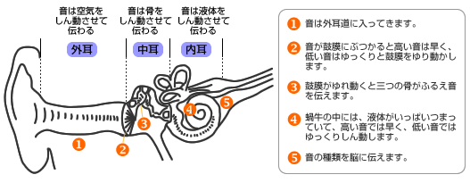 図1 扁桃病巣感染二次疾患