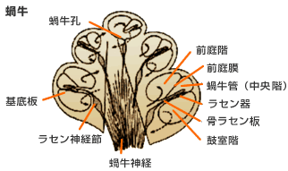 図2　蝸牛（かたつむり）