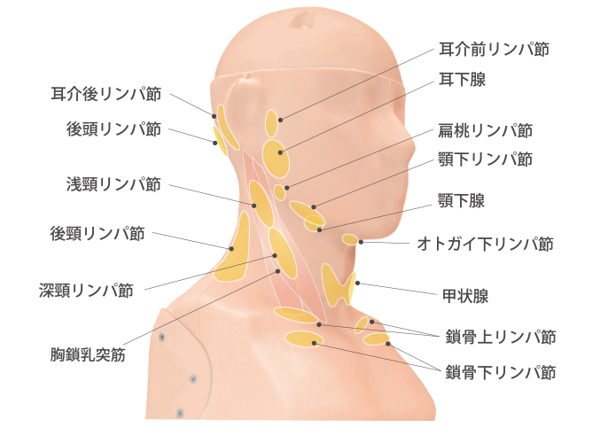 節 しこり リンパ リンパ節をチェックする方法: 12