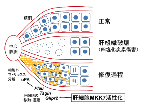 肝細胞のストレスキナーゼMKK7