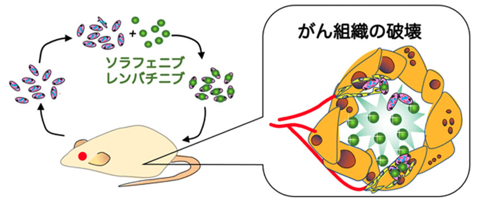 研究成果の背景とポイント_02