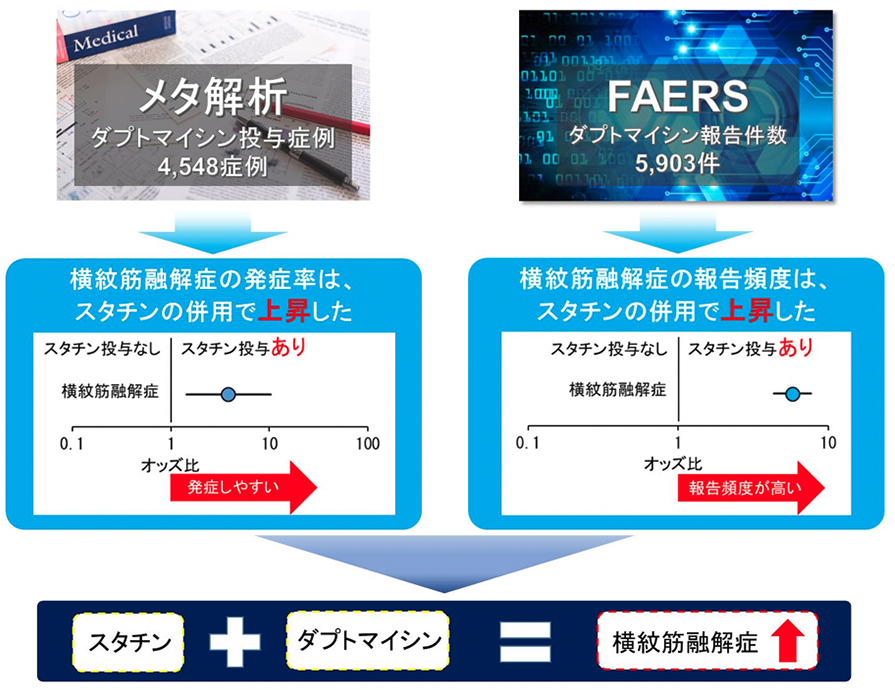 本研究で明らかにしたダプトマイシン関連横紋融解症に対するスタチンの影響