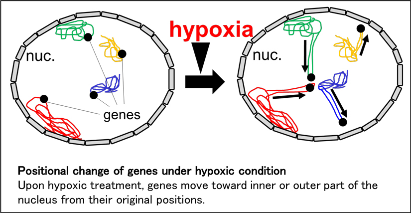 Publication magazine：Molecular Biology of the Cell