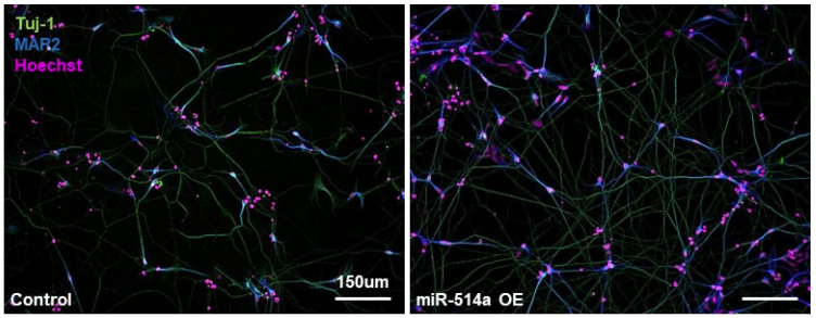 miR-514a の神経発達促進効果