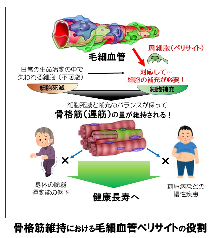 HP掲載図.jpg