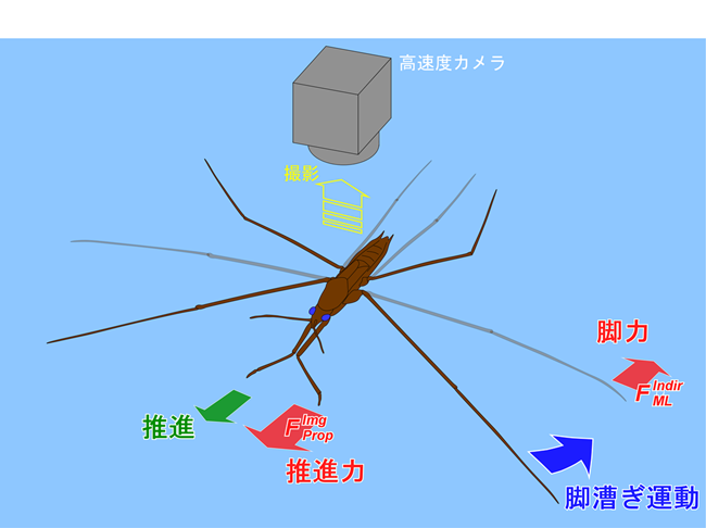 （b）間接的脚力測定（画像解析）