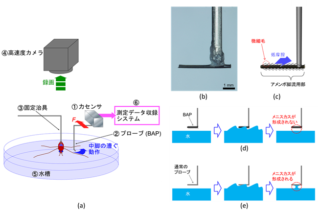 図３　アメンボ脚力直接測定システム(a)とbio-appropriating probe: BAP(b,c)，及びBAPと通常プローブとの撥水機能の比較（d,e）