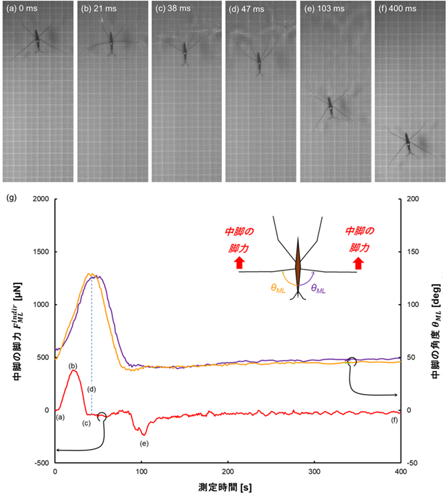 図５　アメンボの関節脚力測定の様子（a-f）と測定された脚力(g) ，及び脚の角度