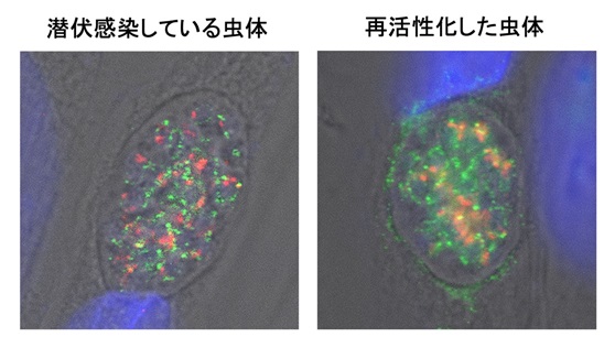共同研究成果の公表 感染症学講座寄生虫学分野 伴戸 寛徳 准教授